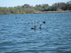 black swans feeding.jpg